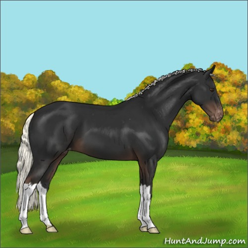 Horse Color:Liver Chestnut Mushroom Appaloosa 
