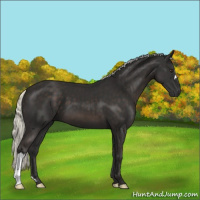 Horse Color:Liver Chestnut Mushroom 