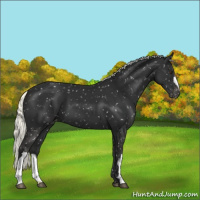 Horse Color:Liver Chestnut Mushroom Snowflake Varnish 