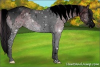 Horse Color:Void White Spotted Buckskin Ice Onyx Splash Tobiano Rabicano