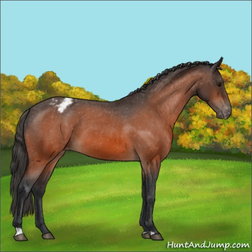 Horse Color:Bay Appaloosa 