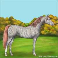 Horse Color:Painted Buckskin Ice Pearl Onyx 