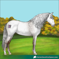 Horse Color:Gray Classic Champagne 