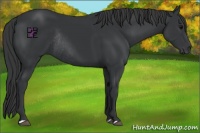 Horse Color:Black Rabicano 