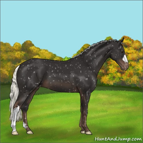 Horse Color:Liver Chestnut Mushroom Appaloosa 