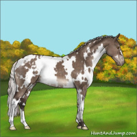 Horse Color:White Spotted Silver Brown Dun Mushroom Appaloosa 