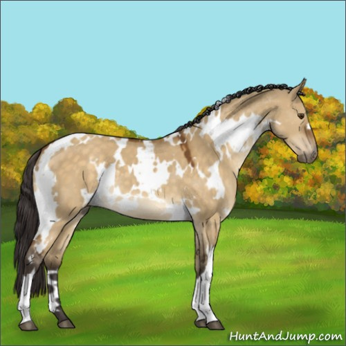 Horse Color:White Spotted Buckskin Dun Mushroom 