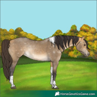 Horse Color:Buckskin Dun Tobiano 