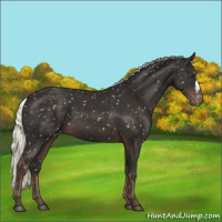 Horse Color:Liver Chestnut Mushroom Appaloosa 