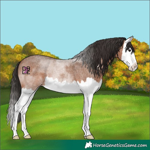 Horse Color:Bay Roan Splash 