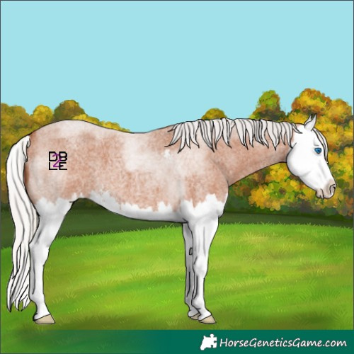 Horse Color:Silver Bay Roan Sabino Splash