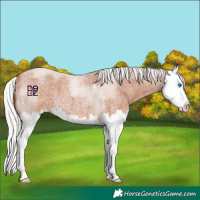 Horse Color:Silver Bay Roan Sabino Splash 