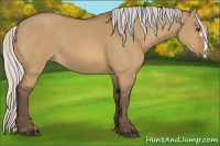 Horse Color:Silver Bay Dun