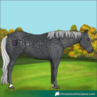 Horse Color:Silver Black Chinchilla