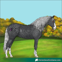 Horse Color:Silver Black Chinchilla