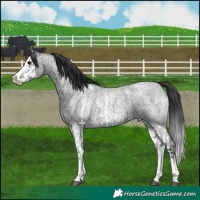 Horse Color:Blue Roan Sabino Splash and Blue Roan Sabino Splash