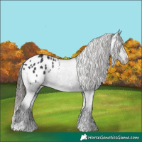 Horse Color:Black Appaloosa Rabicano 