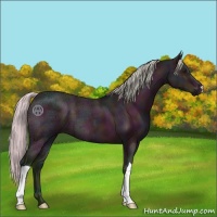 Horse Color:Watercolor Midnight Silver Bay Ice 