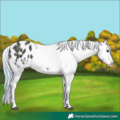 Horse Color:Watercolor Midnight Bay Ice Appaloosa 
