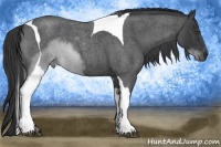 Horse Color:Blue Roan Tobiano