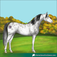Horse Color:Grullo Ice Sabino Rabicano 