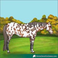 Horse Color:Bay Near Leopard