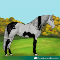 Horse Color:ERROR: UNKNOWN ANOMALY