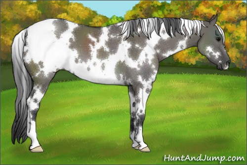 Horse Color:White Spotted Grullo
