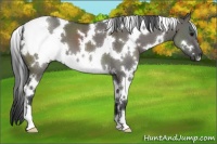 Horse Color:White Spotted Grullo 
