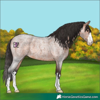 Horse Color:Bay Roan 