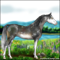 Horse Color:Brown Sabino 