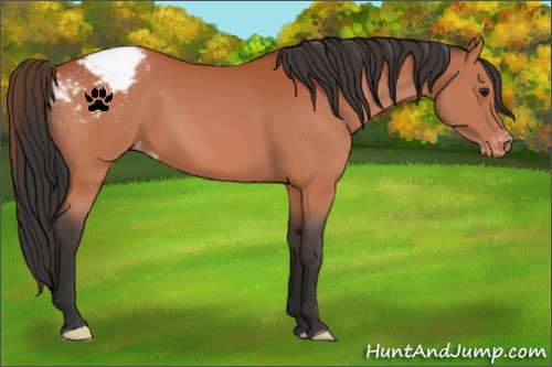 Horse Color:Brown Appaloosa 