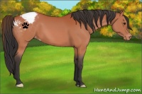 Horse Color:Brown Appaloosa 