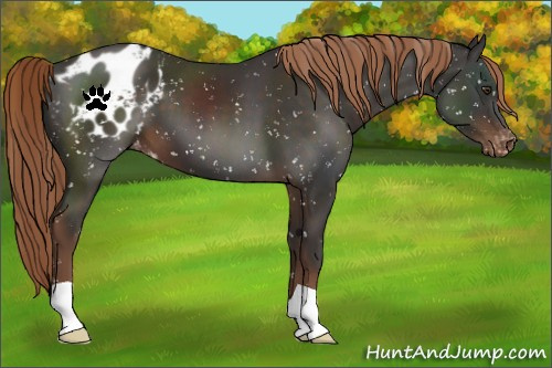 Horse Color:Liver Chestnut Appaloosa 