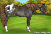 Horse Color:Liver Chestnut Appaloosa