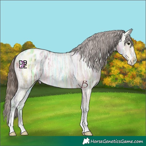Horse Color:Bay Ice Appaloosa 