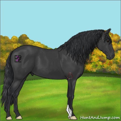 Horse Color:Black 