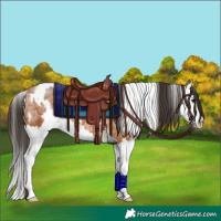 Horse Color:White Spotted Bay Ice Splash Rabicano 