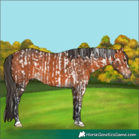 Horse Color:Chestnut Frame Appaloosa and Bay