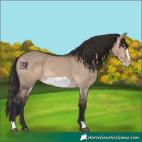 Horse Color:Brown Dun Frame