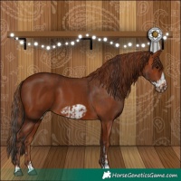 Horse Color:Bay  and Chestnut Frame 