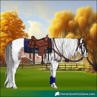 Horse Color:Bay Ice Splash Tobiano 