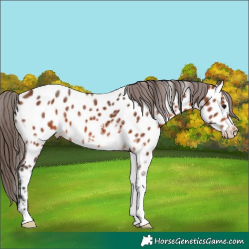 Horse Color:White Spotted Bay Appaloosa 