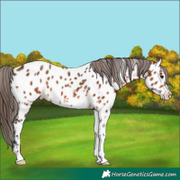 Horse Color:White Spotted Bay Appaloosa 