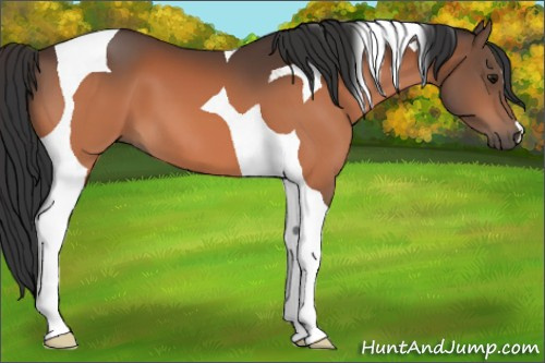 Horse Color:Bay Tobiano 