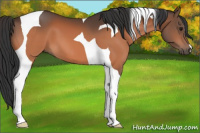 Horse Color:Bay Tobiano 