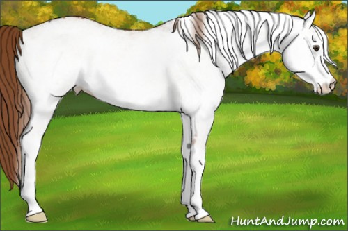Horse Color:White Spotted Red Onyx 