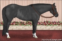 Horse Color:Black Rabicano 