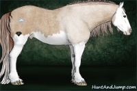Horse Color:Red Dun Roan Splash