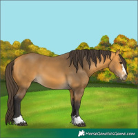 Horse Color:Buckskin 